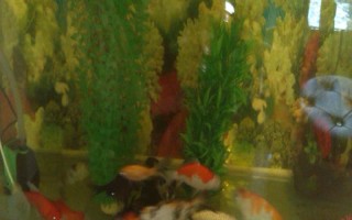 養(yǎng)錦鯉的魚缸養(yǎng)什么植物好，可以養(yǎng)苦草、卷葉龍須草等