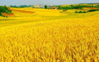 雜糧的種類(lèi)，主要包括高粱、谷子、蕎麥、燕麥等品種