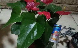 澆花用啤酒好不好，可增加養(yǎng)分并促進(jìn)光合作用