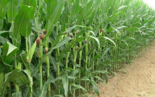 甘宇301玉米品種簡介，種植密度每畝6500株