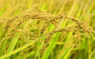 隆鋒優(yōu)3228水稻種子介紹，湘北6月13-15日播種
