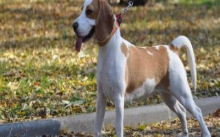 比格犬的訓(xùn)練方法，盡量在兩個月大的時候就開始訓(xùn)練