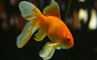 如何區(qū)分金魚的公母，成年后可通過觀察腹部區(qū)分