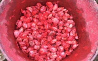 大蒜的產(chǎn)量，畝產(chǎn)量一般為2500斤左右