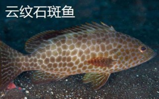 淡水石斑魚苗的品種，不同品種分布區(qū)域不同
