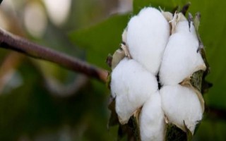 鑫秋2號棉花種子特點，直播棉田4月中下旬播種