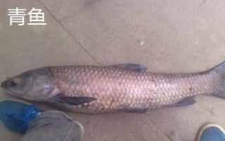 常見的魚類品種，大部分均為淡水魚