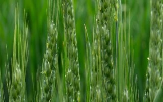 鄂麥1166小麥種子特點(diǎn)，畝播種量9～10公斤