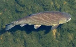 常見的魚類品種，大部分均為淡水魚