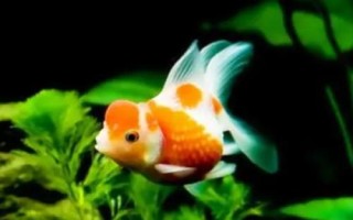 小金魚眼睛掉了怎么辦，需保持水質(zhì)的清潔并用敵百蟲藥浴