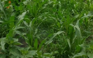 宏碩307玉米品種簡介，在適應(yīng)區(qū)出苗至成熟