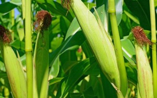 洛玉1號(hào)玉米種子特征特性