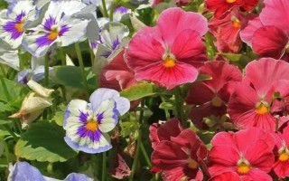 蝴蝶花有什么花語，具有請(qǐng)思念我、沉默的愛等寓意