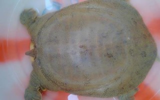 甲魚冬天在泥里的藏匿深度，一般會(huì)藏在10-15厘米的位置