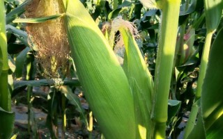 金穗18玉米種子特征特性，中抗彎孢菌葉斑病和青枯病
