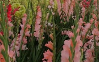 唐菖蒲怎么養(yǎng)殖，夏季要避免陽光直射