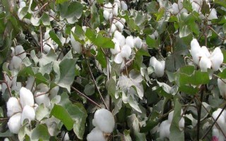 鑫秋4號(hào)棉花種子介紹，轉(zhuǎn)抗蟲基因中熟常規(guī)品種
