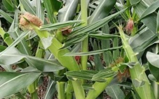 豐樂816玉米品種的特性，放赤眼蜂防治玉米螟蟲