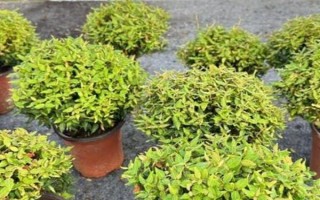 絡石如何養(yǎng)殖，生長季節(jié)盆土要保持稍濕潤