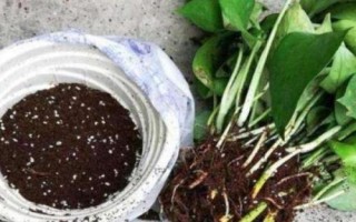 花卉換盆技巧，一般每年或隔年進(jìn)行一次換盆