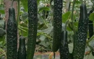 黃瓜的畝產(chǎn)量，大棚種植的黃瓜畝產(chǎn)36000斤左右