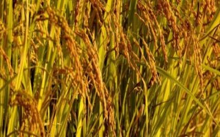 中科鹽2號(hào)水稻種簡(jiǎn)介，每畝大田用種量3~4公斤