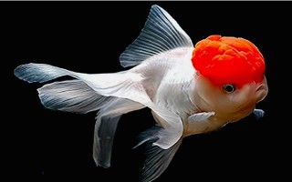 金魚的魚鰭數(shù)量，分為尾鰭、臀鰭、背鰭、腹鰭、胸鰭這5個