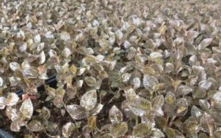 種植金線蓮的前景，目前來看前景比較廣闊