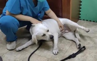 狗狗突然嘔吐的原因，可能是吃的太多所致