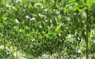 羅漢果的種植方法，種植前需進行土地深翻和施肥