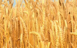 鄭科168小麥種子簡介，適宜播種期10月上中旬