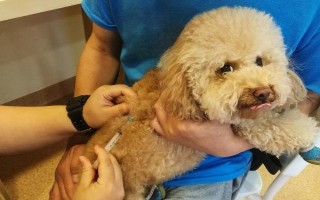 犬瘟熱的癥狀，初期其體溫可高達(dá)39.5-41℃
