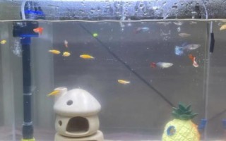 魚缸如何換水，一般采用熱水兌冷水的方式