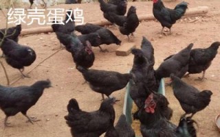 什么雞品種適合農(nóng)村散養(yǎng)，這五個品種很不錯