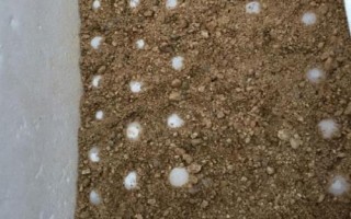甲魚的繁殖技術(shù)介紹，砂質(zhì)濕度決定孵化率