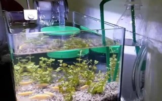 怎么才能讓魚(yú)缸里的死水變成活水，最好安裝一個(gè)過(guò)濾器