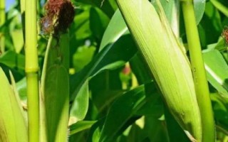 TLY201玉米種子特征特性，高抗莖腐病