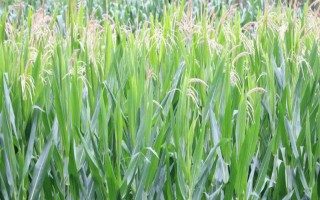 重玉688玉米種子簡(jiǎn)介，3月上旬至4月上旬播種