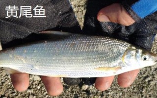 黃尾魚和紅尾魚有什么區(qū)別，黃尾魚的尾鰭呈黃色、紅尾魚的尾鰭呈鮮紅色
