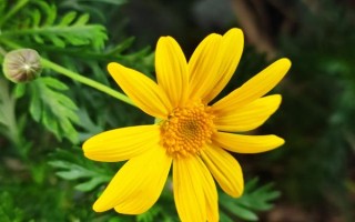 菊花屬于喜陰還是喜陽植物，需要養(yǎng)在光線較好的環(huán)境中