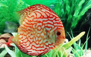 七彩神仙魚小魚的養(yǎng)殖方法，剛出生的前幾天不需要喂食