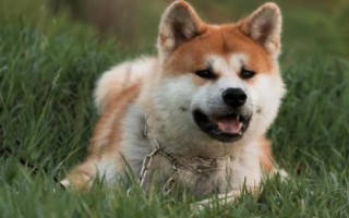 狗頓頓吃肉有何危害，會影響口腔健康和骨骼形成