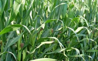 東裕33玉米種子特征特性，注意防治粘蟲和玉米螟