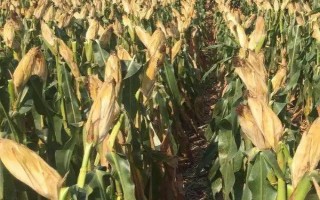 長單43號玉米種子介紹，畝留苗密度3500株左右