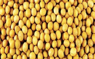 延豆6號大豆種簡介，屬中熟品種