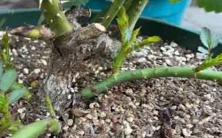 月季花壓條繁殖的方法，選擇1-2年時(shí)間的枝條進(jìn)行