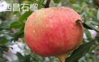 四川省西昌市的特產(chǎn)，彝族漆器是必帶的旅游紀(jì)念品