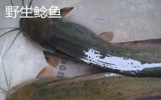 野生鯰魚與養(yǎng)殖鯰魚有什么區(qū)別，體色、胡須和味道均不同