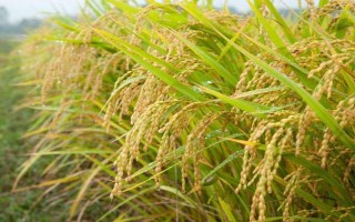 川種優(yōu)3877水稻種子簡介，每畝有效穗數(shù)15.7萬穗