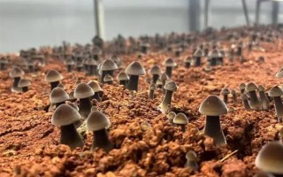 目前我國(guó)人工栽培的食用菌有幾種，大概種植100種、有50多種可形成商品